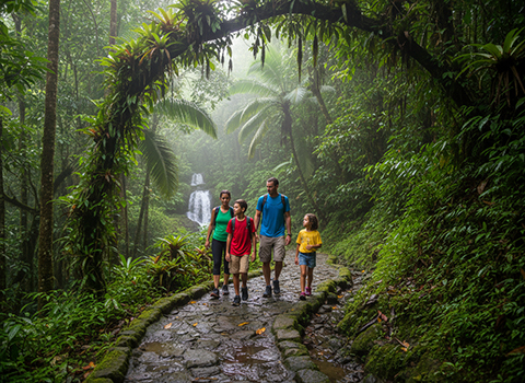 El Yunque National Rainforest Trail